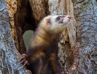 408 - POLECAT EMERGING - MAGOR DIANA - united kingdom